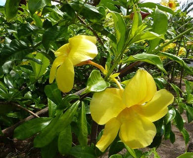 Allamanda cathartica