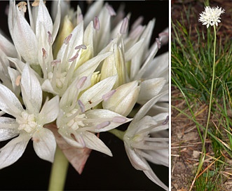 Allium amplectens