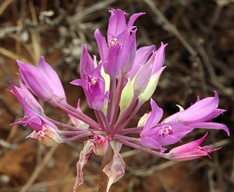 Allium bolanderi