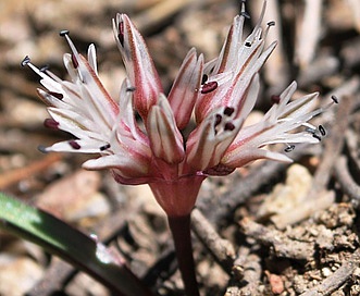 Allium burlewii