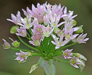 Allium canadense