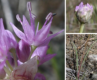 Allium columbianum