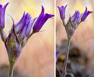 Allium denticulatum