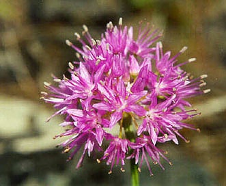 Allium douglasii