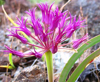 Allium falcifolium