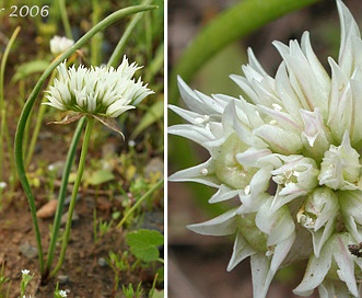 Allium fibrillum