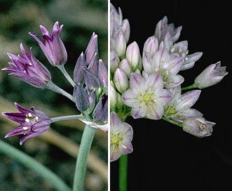 Allium fimbriatum