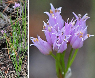 Allium geyeri