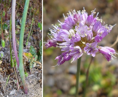 Allium howellii