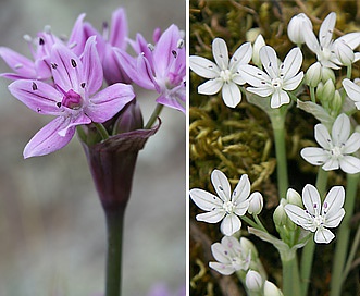 Allium hyalinum