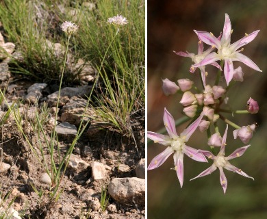 Allium kunthii