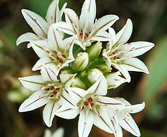 Allium lacunosum