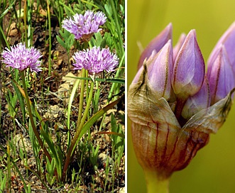 Allium lemmonii