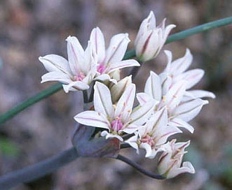 Allium macropetalum