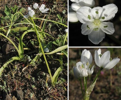 Allium neapolitanum