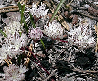 Allium obtusum