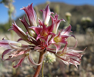 Allium parishii