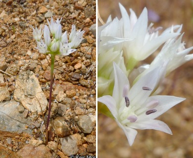 Allium parryi