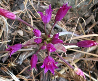 Allium peninsulare