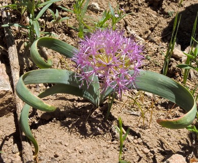 Allium platycaule