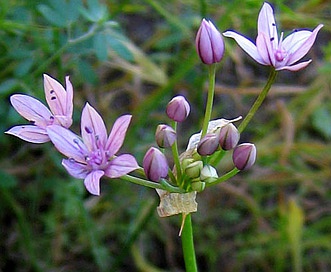 Allium praecox