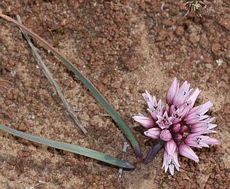 Allium robinsonii