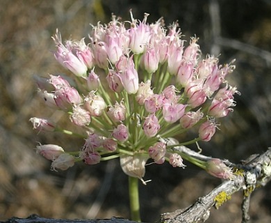 Allium sanbornii