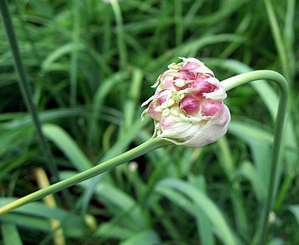 Allium sativum