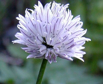 Allium schoenoprasum