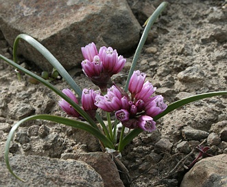 Allium scilloides