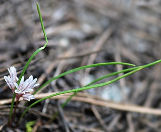 Allium simillimum