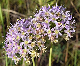 Allium stellatum