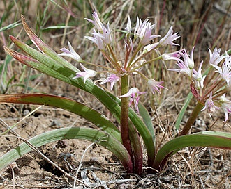 Allium tolmiei