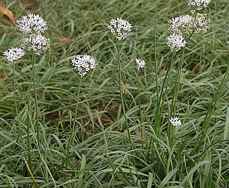 Allium tuberosum