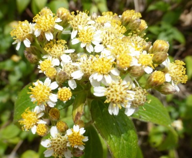 Alloispermum integrifolium