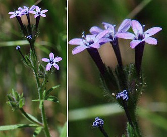 Allophyllum divaricatum