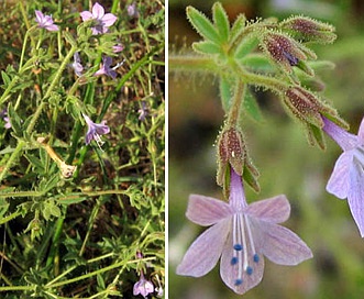 Allophyllum glutinosum