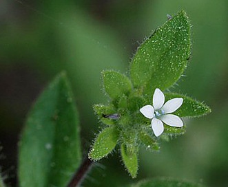 Allophyllum integrifolium