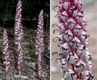 Allotropa virgata