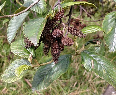 Alnus acuminata