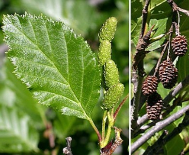 Alnus alnobetula