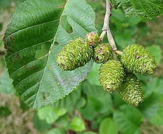 Alnus incana