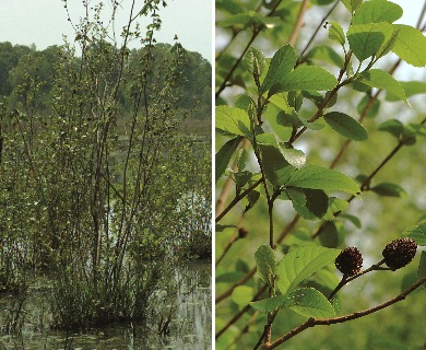 Alnus maritima