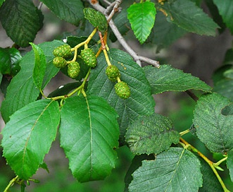 Alnus oblongifolia