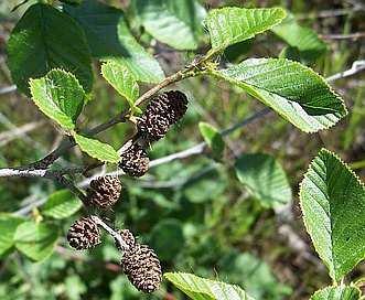 Alnus rhombifolia