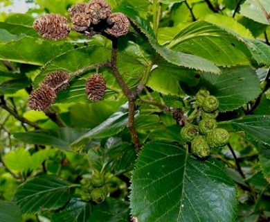 Alnus rubra