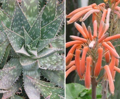 Aloe maculata