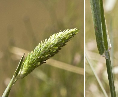 Alopecurus carolinianus