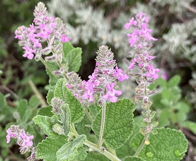 Aloysia macrostachya