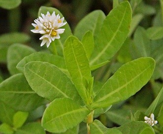 Alternanthera philoxeroides